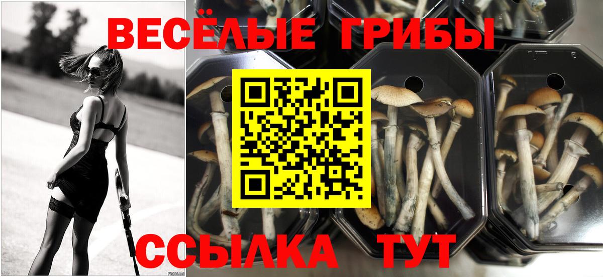 где купить   Псилоцибиновые грибы GOLDEN TEACHER  Вход с VPN  Кохма 
